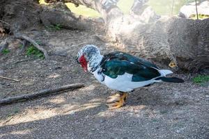 nero e bianca anatra su un' verde sfondo nel caldo luce del sole nel il parco foto