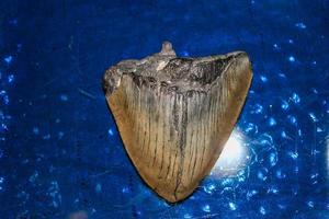 megalodon squali denti collezione foto