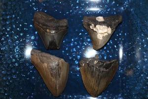 megalodon squali denti collezione foto