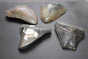 megalodon squali denti collezione foto