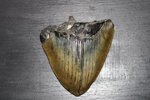 megalodon squali denti collezione foto