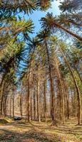 Visualizza al di sopra di magico foresta e colline paesaggio a sul fiume di zschopau fiume vicino mittweida cittadina, Sassonia, Germania, a caldo tramonto e blu cielo. foto