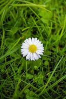 copertina pagina con un' singolo solitario bianca e giallo fioritura margherite, margherita camomilla fiore nel prato i campi a primavera avvicinamento, particolari. foto