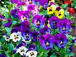 fiori colorati viola del pensiero foto