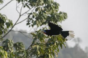 un' femmina dal collo rossiccio bucero o aceros nipalensis osservato nel latpanchar nel ovest Bengala, India foto