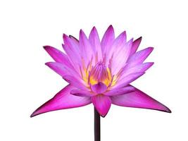 isolato Ninfea o loto pianta con ritaglio percorsi. foto