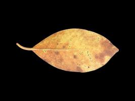 isolato vecchio e secco le foglie di ficus benjamina con ritaglio percorsi. foto