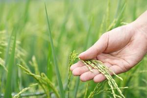 agricoltura, mano teneramente delicatamente toccante Tenere un' giovane riso nel il risaia campo all'aperto. foto