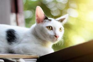 gattino bianca gatto seduta e godere su il finestra con luce del sole e natura foto