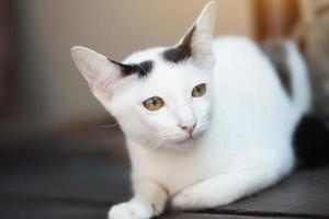 gattino bianca gatto seduta e godere su legna terrazza con luce del sole foto