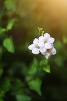 bellissimo bianca fiori con luce del sole nel natura sfondo foto