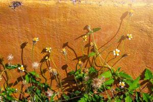 camomilla fiori su arancia Toscana Vintage ▾ parete. primavera fiori su campo con luce del sole foto