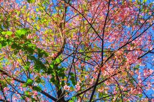 bellissimo selvaggio himalayano ciliegia fiori con blu cielo nel foresta su il montagna, Tailandia foto