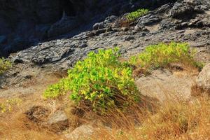 bellissimo spiaggia impianti e asciutto erba campo su roccia montagna di capo foto