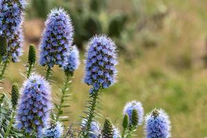 echium webbii - echium pianta nel fiore foto