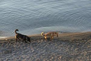 Due vagante cani siamo a piedi lungo il spiaggia, uno di loro cacca. un ecologico concetto. foto