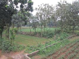 naturale foto nel bangladesh