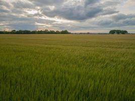 Suffolk agricolo campo in crescita Grano foto