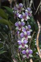 viola e bianca orchidea fiore fioritura e sospeso su albero con luce del sole nel il giardino. foto