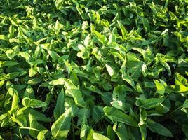 verde kangkung verdura pianta sfondo modello nel il giardino con luce del sole foto