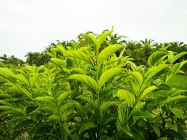 verde casearia impianti siamo generalmente Usato come medicinale impianti foto