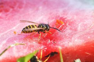 vespa su un' anguria vicino su . un' vespa macro foto