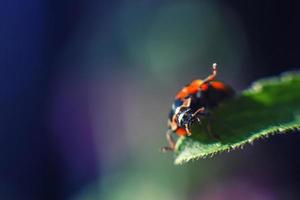 coccinella su foglia vicino su su un' buio blu sfondo foto