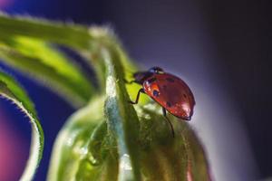 coccinella su campana fiore vicino su su un' buio blu sfondo foto