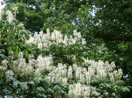 nazionale campione bottlebrush buckeye tre foto