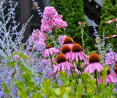 Villetta giardino con coneflowers, russo saggio e phlox foto