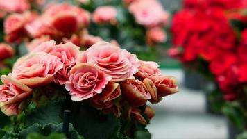 un' bellissimo begonia fiori all'aperto foto