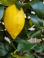 succoso biologico limoni cresciuto nel il giardino foto