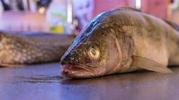 lucioperca fiume pesce d'acqua dolce luccio pertica pesce foto