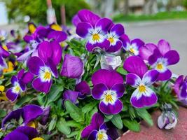 un' bellissimo viola del pensiero fiori all'aperto foto