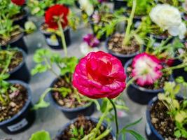 bellissimo ranuncolo fiori foto