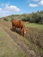 bellissimo cavallo mangiare erba nel un' campo foto