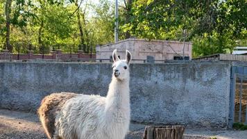 divertente alpaca nel il zoo foto