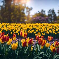 colorato tulipano fiori fioritura nel il campo. bellissimo primavera paesaggio. generato ai foto