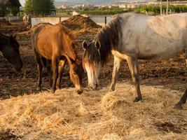 cavallo a il azienda foto