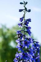 bombo su un' viola campo fiore nel ricerca di qualcosa gustoso foto