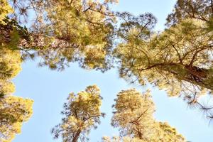 sfondo con alberi foto