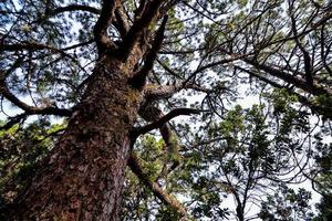 sfondo con alberi foto