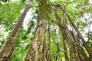 Visualizza di il foresta foto