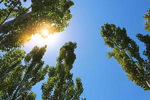 guardare su deciduo foresta alberi con luce del sole. parte inferiore Visualizza sfondo. tronchi e rami con fresco molla, estate le foglie foto