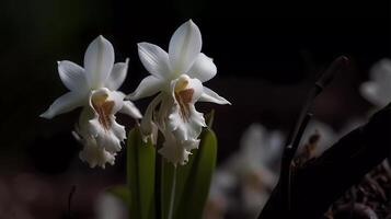 bellissimo botanico fiore eleganza umore o emozione generativo ai foto