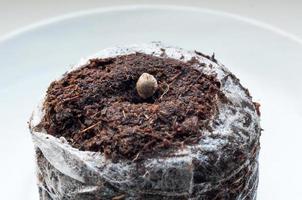 marijuana seme su torba pellet per germinazione su bianca porcellana piatto vicino su foto
