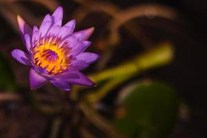 avvicinamento foto di il fresco viola loto fiore su buio sfondo.