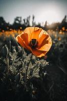 polly fiore nel il selvaggio travolgente fotografia di un' bellissimo e raro fiorire foto