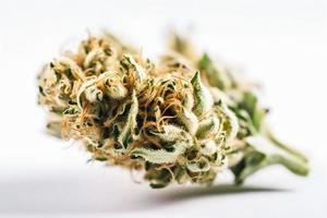 un' alta risoluzione fotografia di un' marijuana sativa germoglio su un' bianca sfondo foto