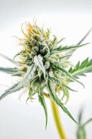 un' alta risoluzione fotografia di un' marijuana sativa germoglio su un' bianca sfondo foto